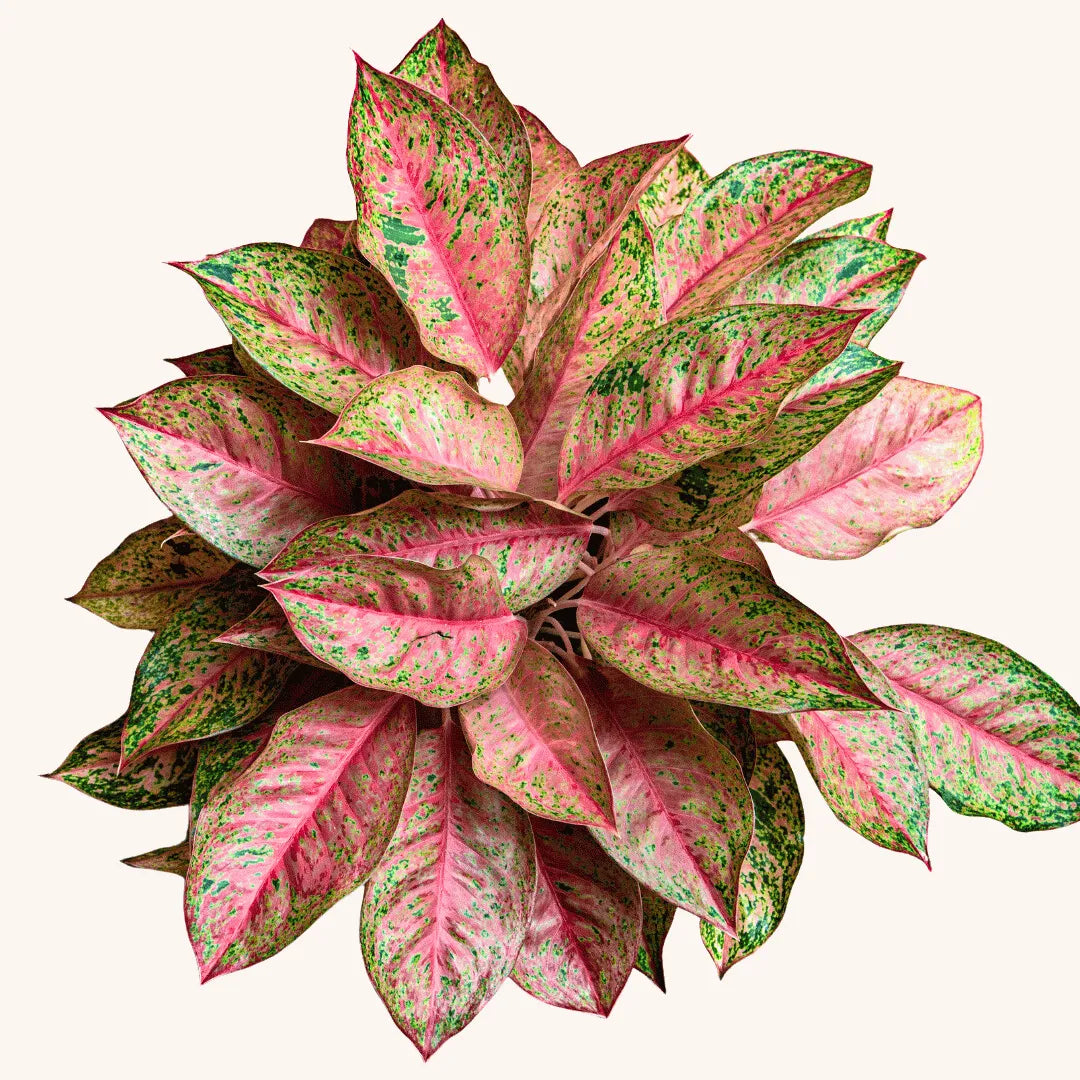 Buy Aglaonema Marlin Plant Online at Lalitenterprise