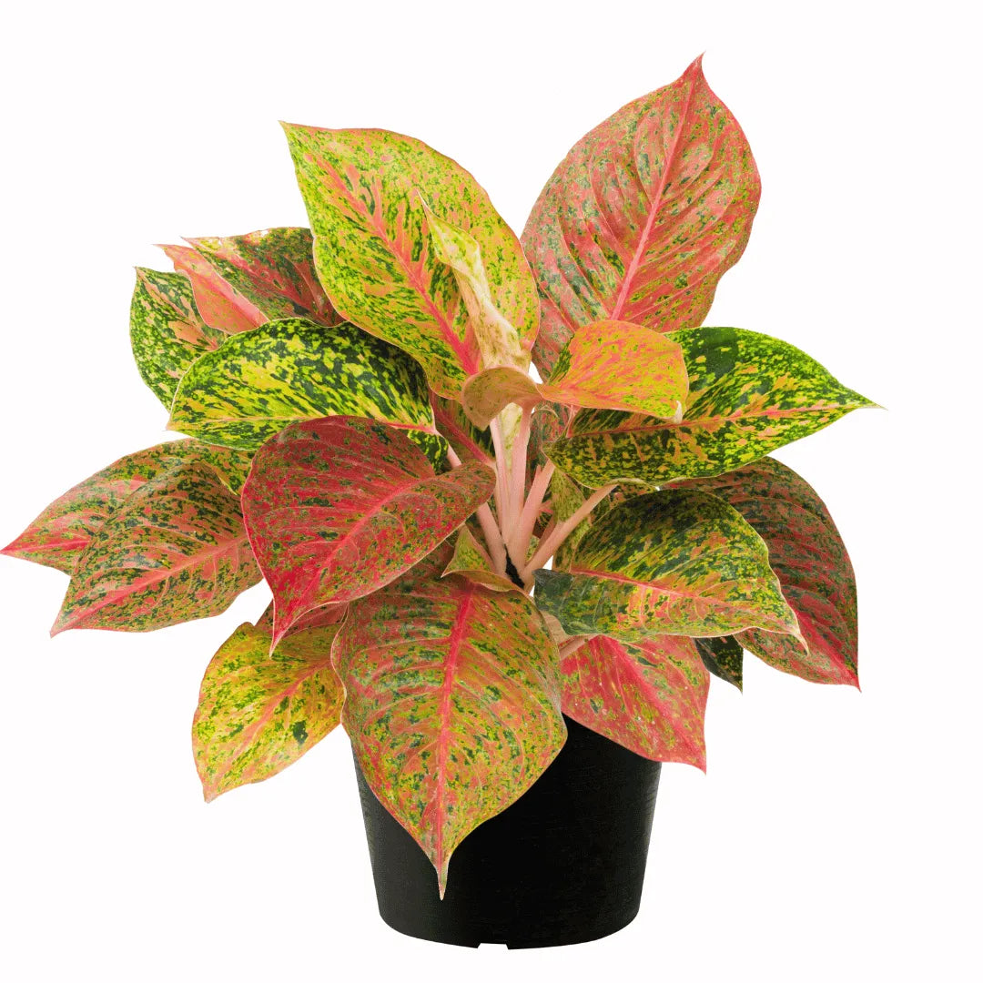Buy Aglaonema Prestige plant Online at Lalitenterprise