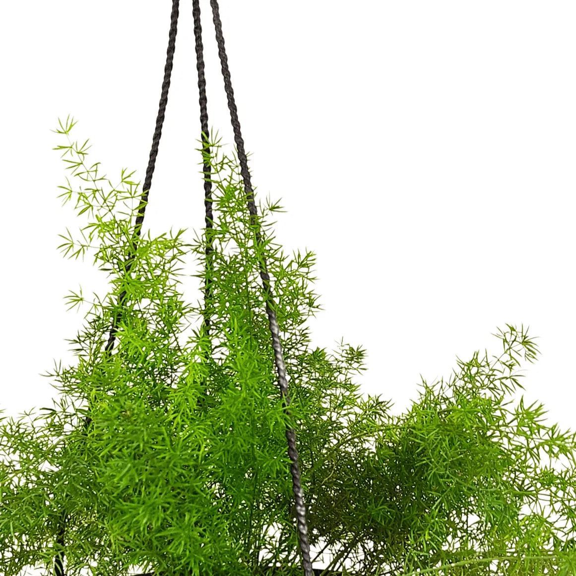 Asparagus Foxtail Fern Plant With Hanging Basket