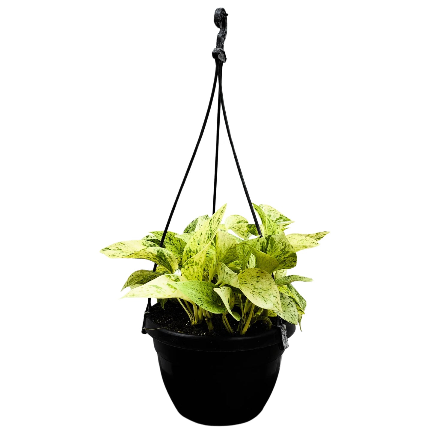 Buy Marble Queen Pothos With Hanging Basket Online at Lalitenterprise