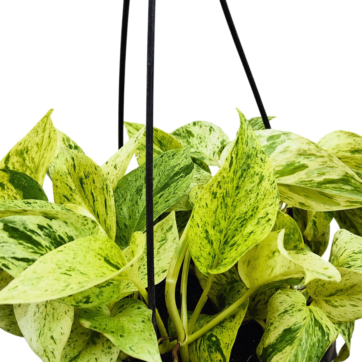 Buy Marble Queen Pothos With Hanging Basket Online at Lalitenterprise