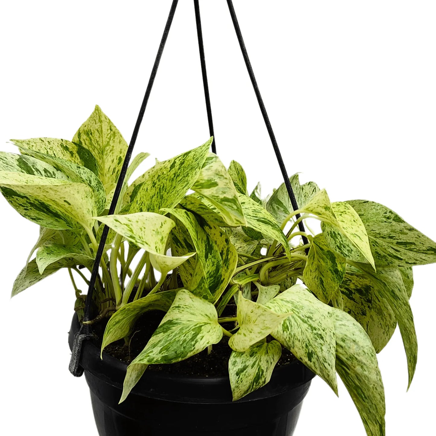 Buy Marble Queen Pothos With Hanging Basket Online at Lalitenterprise
