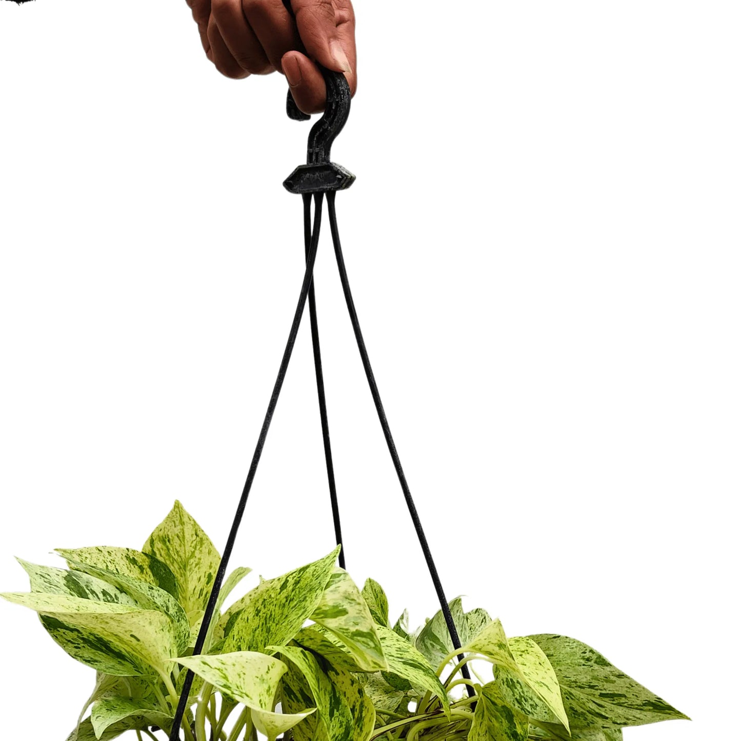 Buy Marble Queen Pothos With Hanging Basket Online at Lalitenterprise