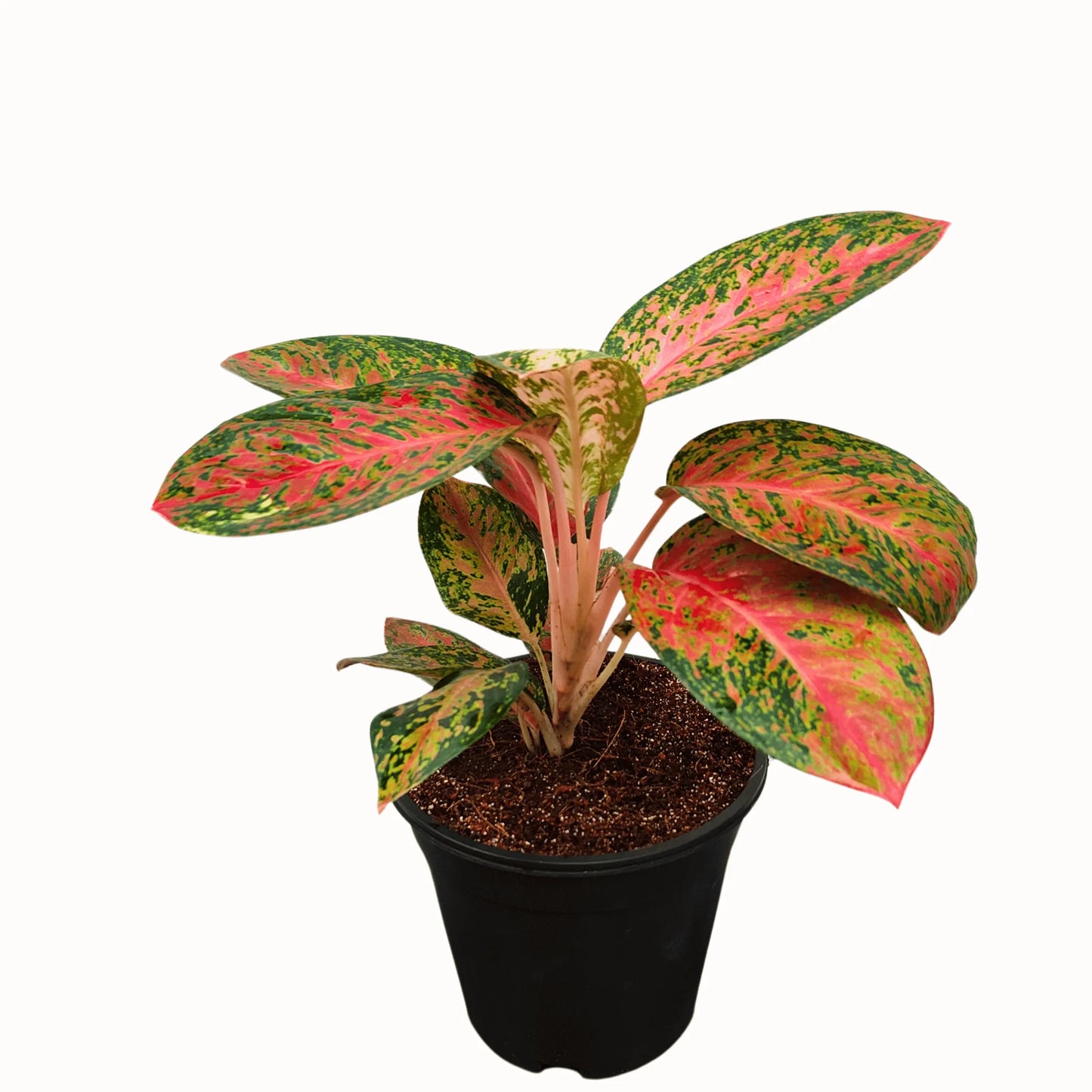 Buy Aglaonema Harlequin Plant Online at Lalitenterprise