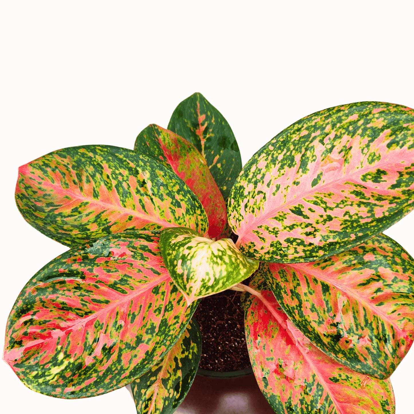 Buy Harlequin Chinese Evergreen Plant Online at Lalitenterprise