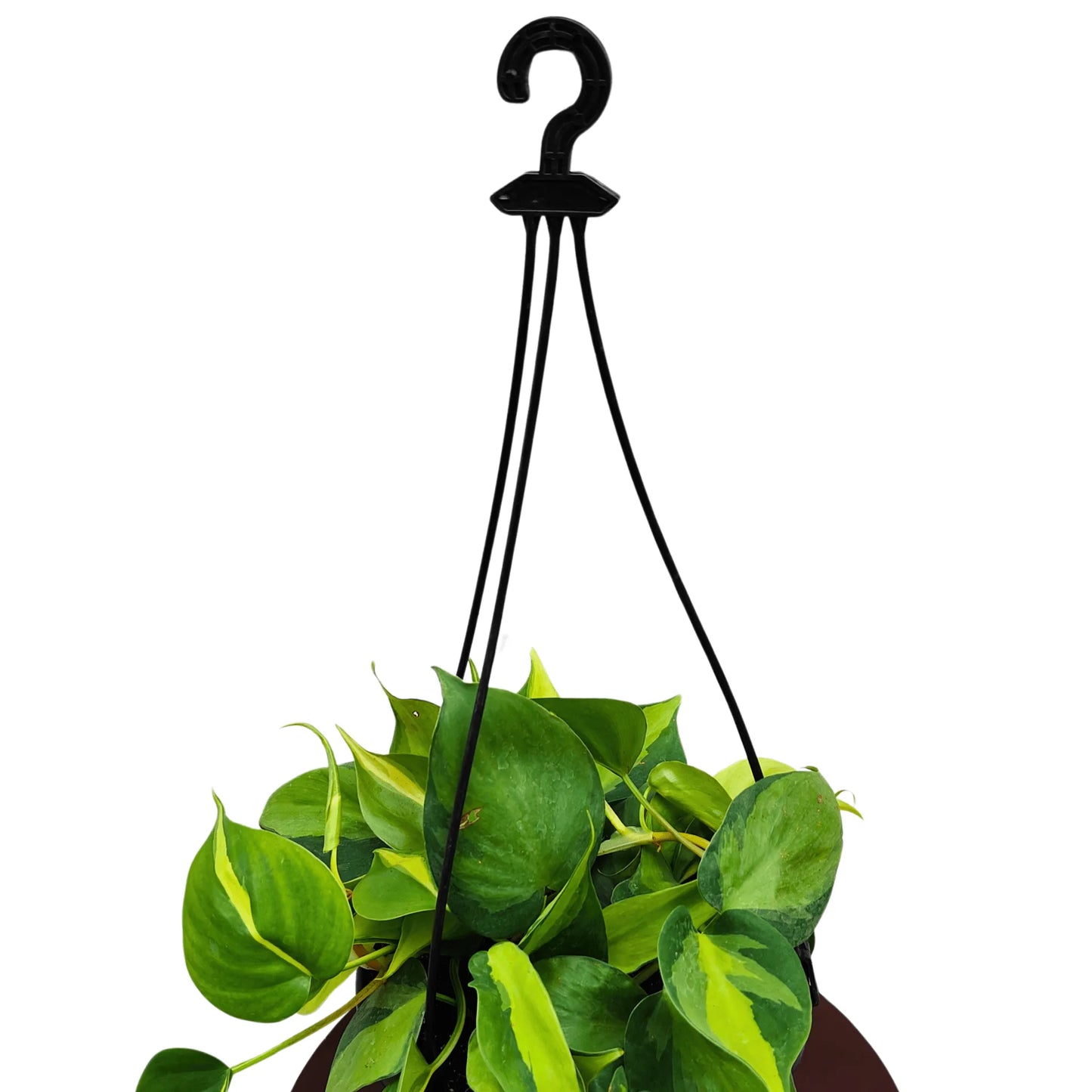 Buy Brasil Philodendron Pothos With Hanging Basket Online at Lalitenterprise
