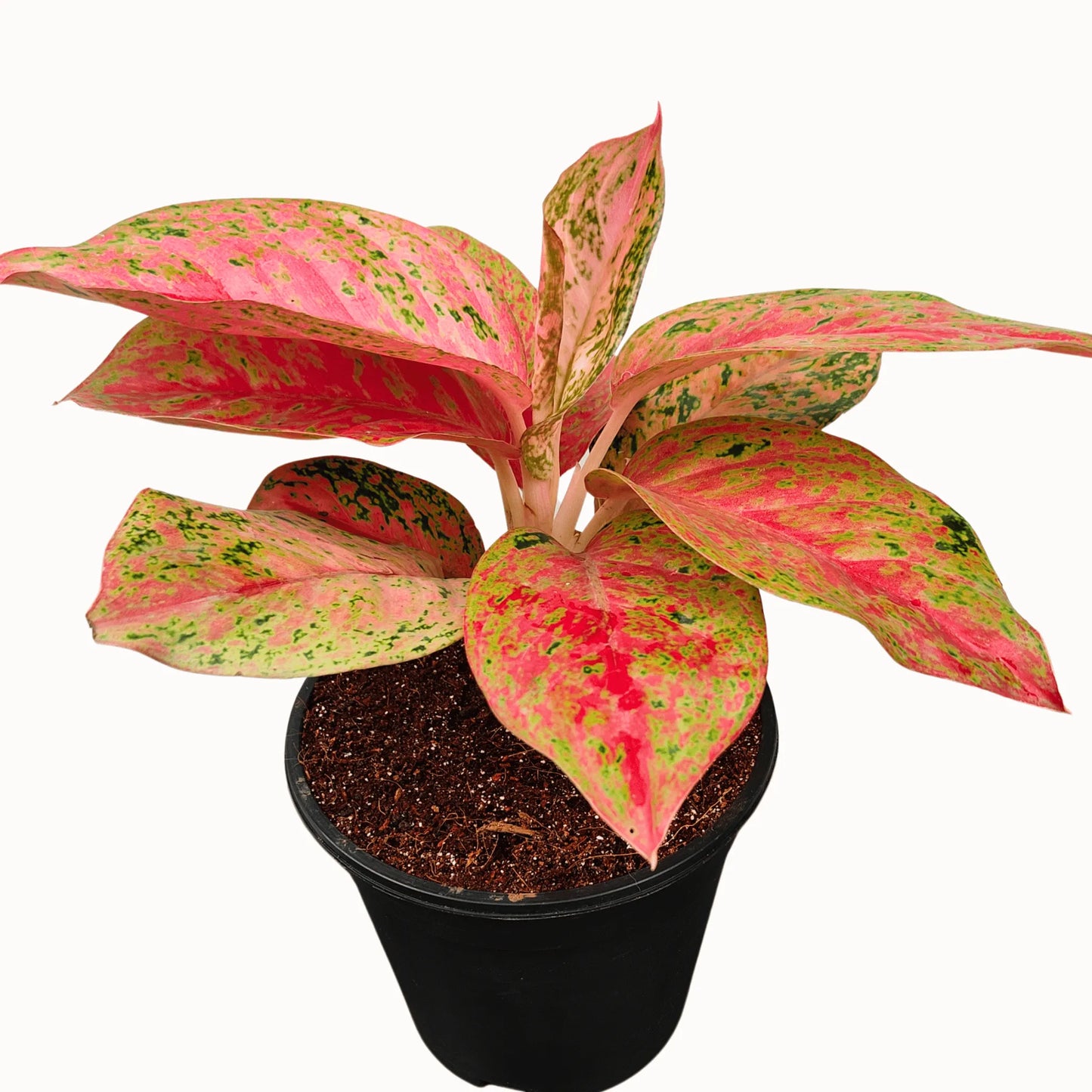 Buy Aglaonema Prestige plant Online at Lalitenterprise