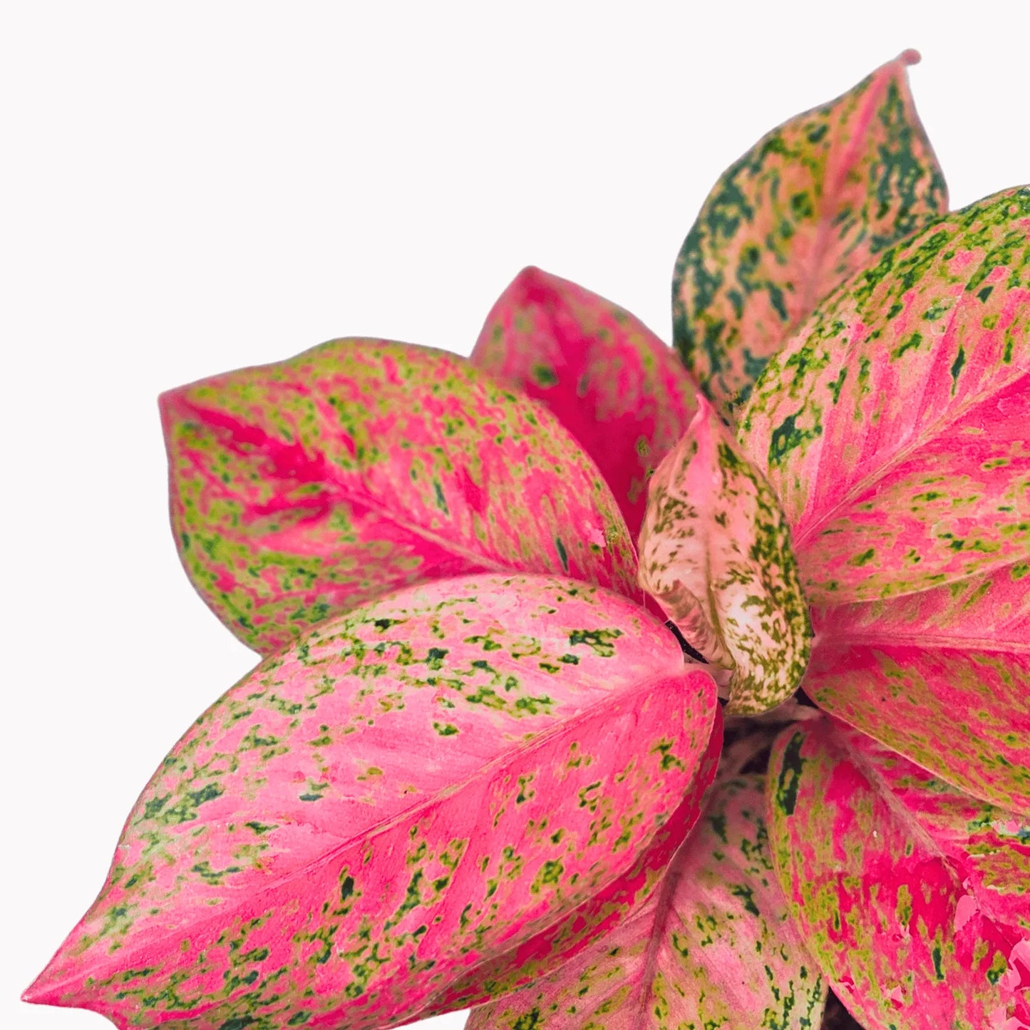 Buy Aglaonema Prestige plant Online at Lalitenterprise