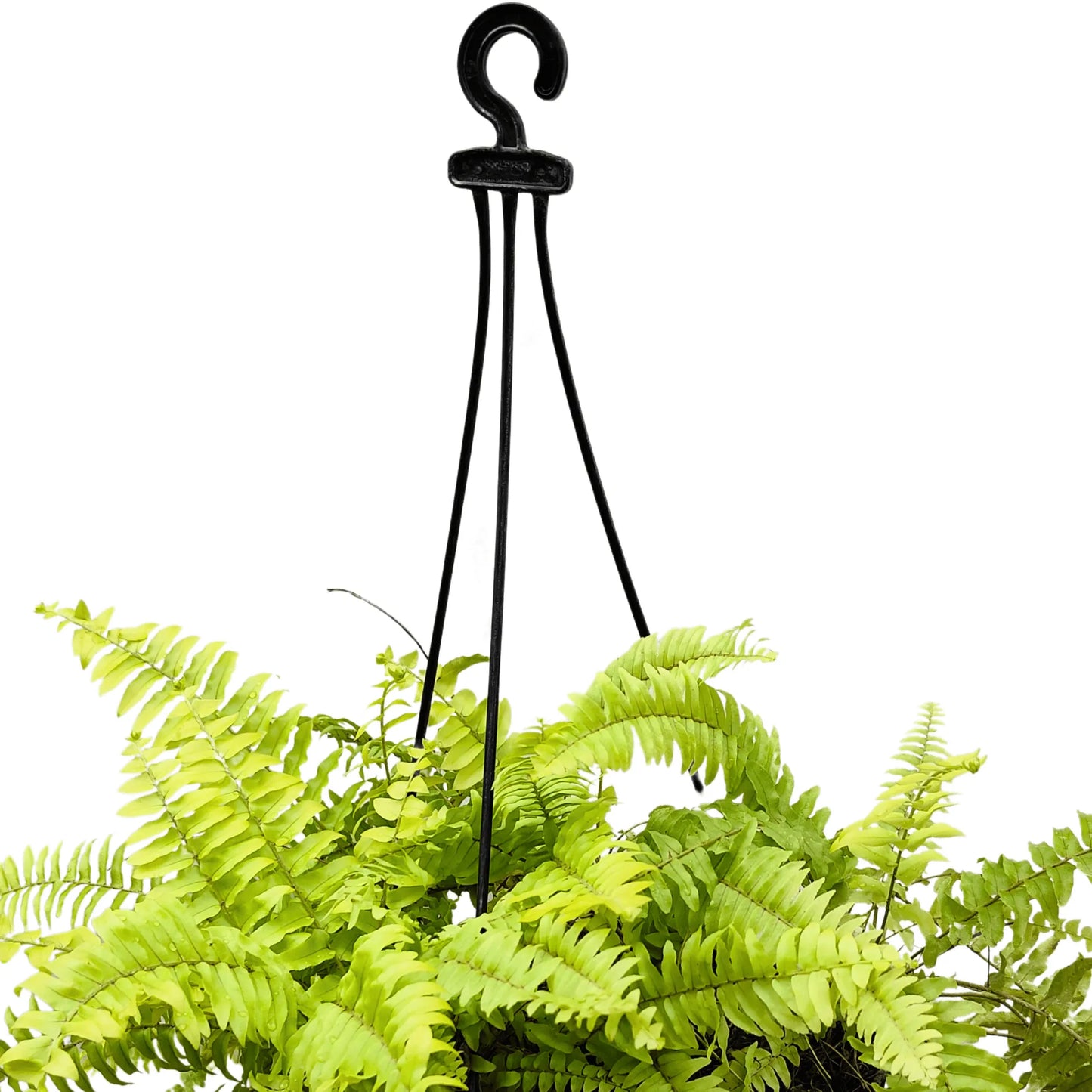 Buy Golden Fern Plant With Hnaging Basket online at Lalitenterprisse