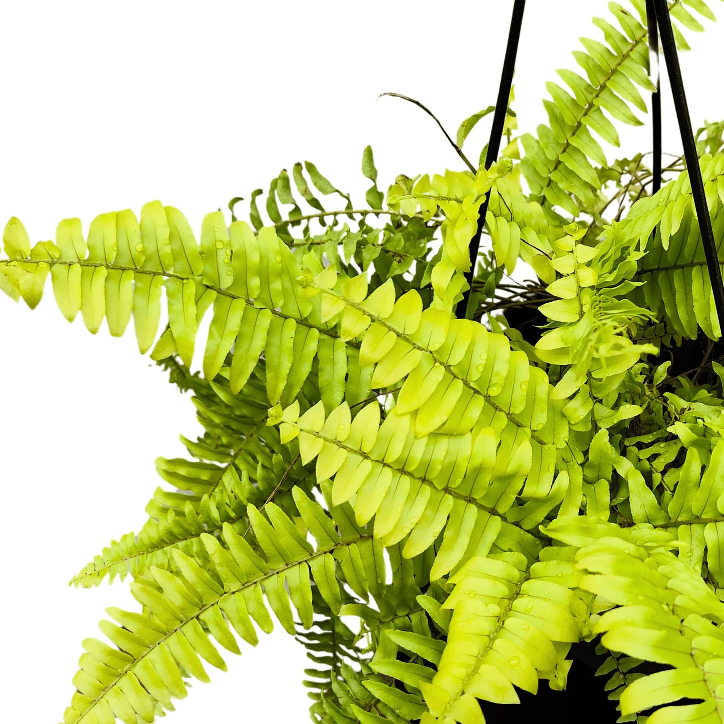 Buy Golden Fern Plant With Hnaging Basket online at Lalitenterprisse