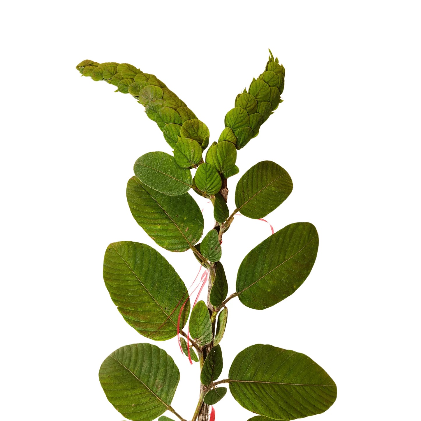 Buy Flemingia Macrophylla Plant Online at Lalitenterprise