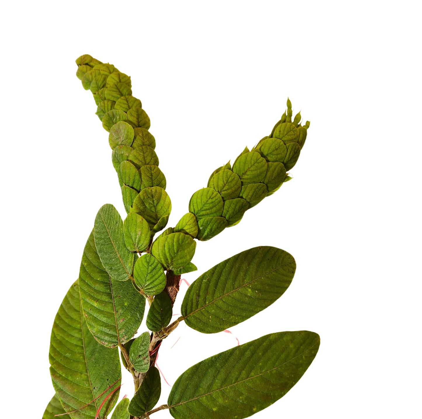 Buy Flemingia Macrophylla Plant Online at Lalitenterprise