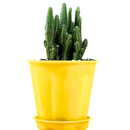 Buy Elongated Cactus (Fairytale Cactus) Plant Online at Lalitenterprise