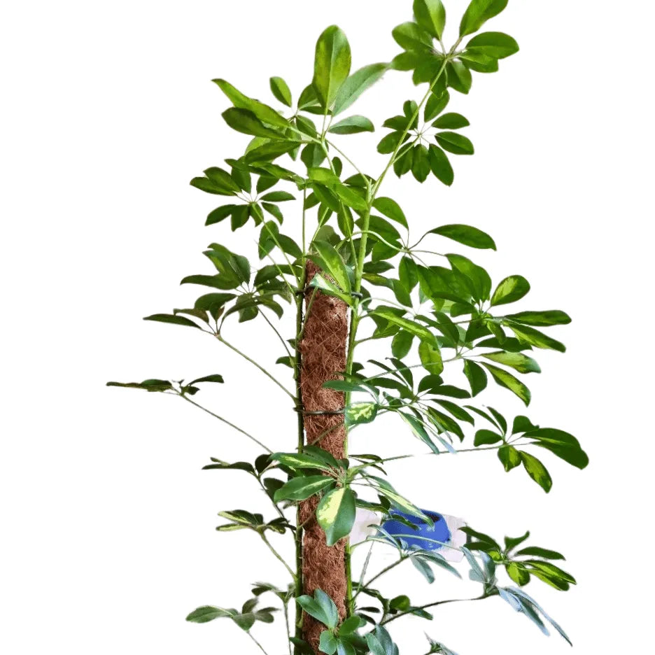Buy Golden Schefflera Online at Lalitenterprise