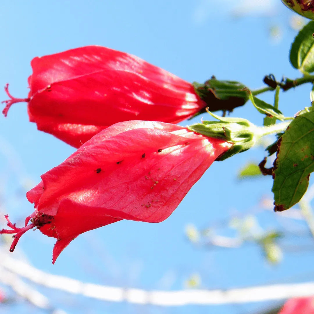 Sleeping Hibiscus (Malvaviscus Arboreus) Plant