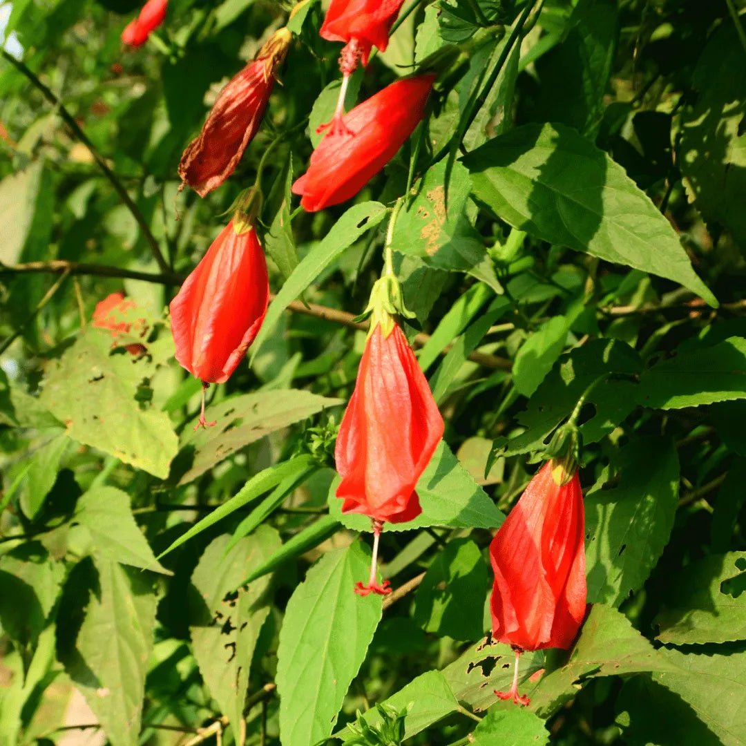 Sleeping Hibiscus (Malvaviscus Arboreus) Plant