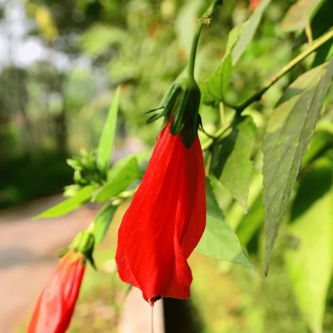 Sleeping Hibiscus (Malvaviscus Arboreus) Plant