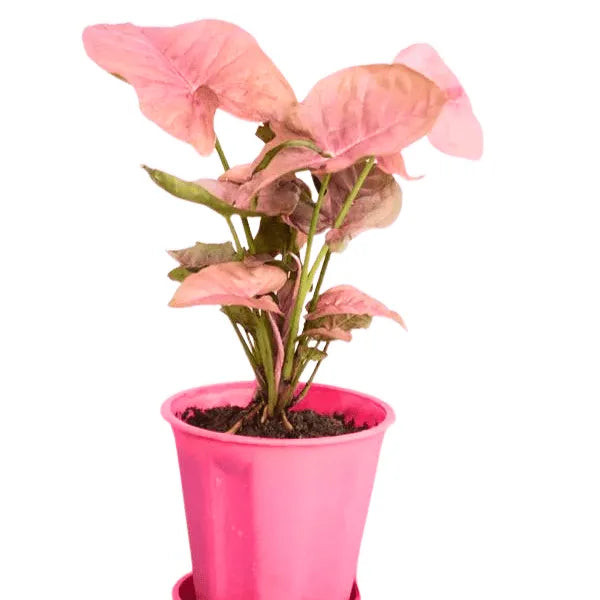 Buy Pink Syngonium Plant Online at Lalitenterprise