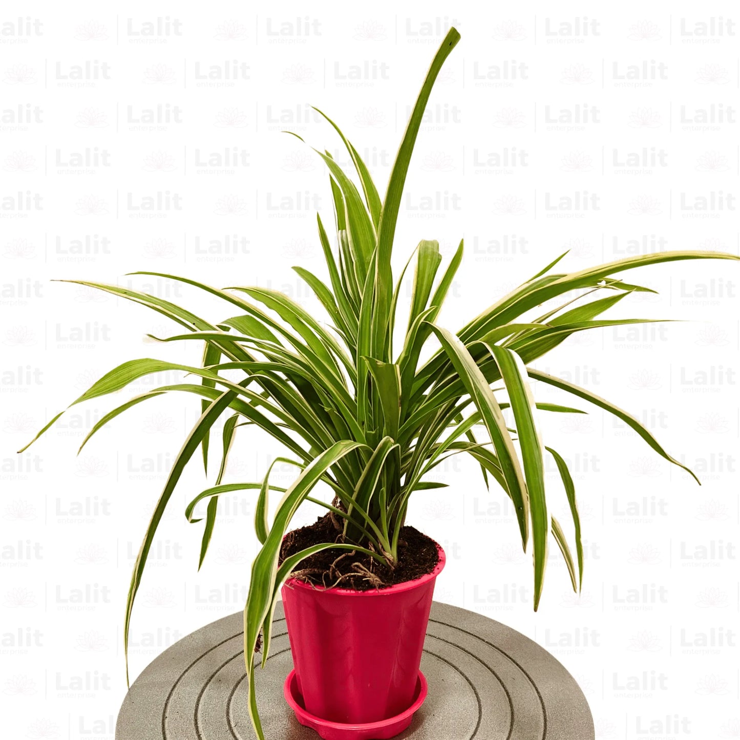 Buy Spider Plant green Online at Lalitenterprise