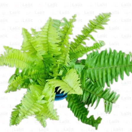 Buy Golden Fern Plant Online at Lalitenterprise