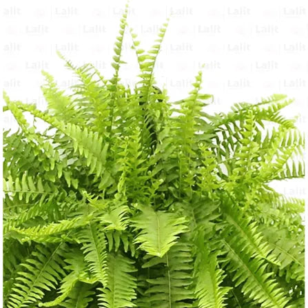 Buy Nephrolepis Exaltata - Plant Online at Lalitenterprise