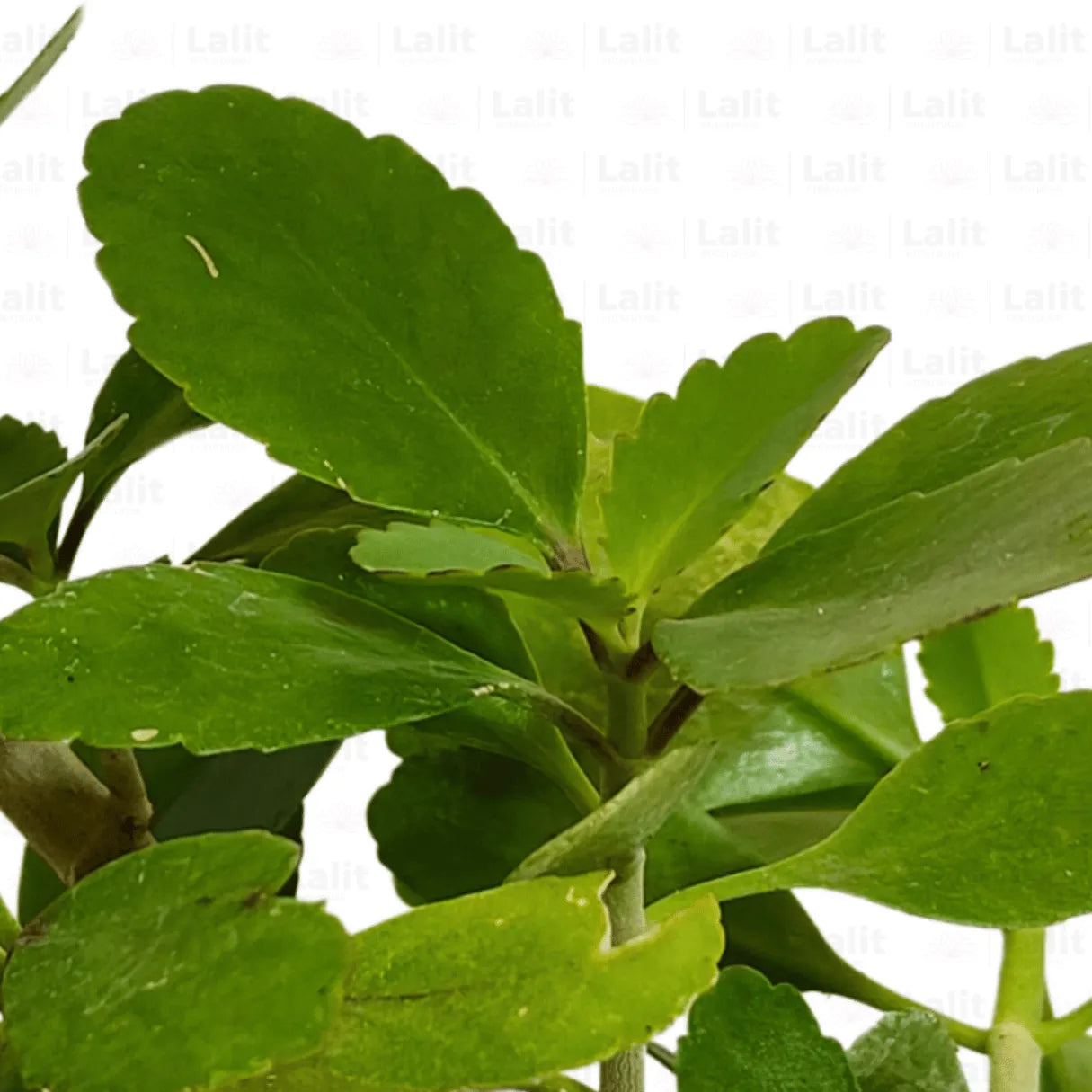 Buy patharchatta - Plant Online at Lalitenterprise