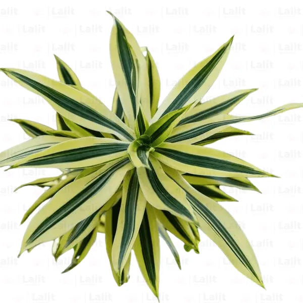 Buy Dracaena Reflexa Plant Online at Lalitenterprise