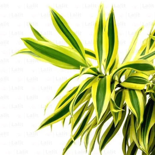Buy Song of India Plant Online at Lalitenterprise