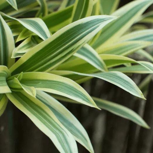 Buy Dracaena Reflexa (Song of India) Plant Online at Lalitenterprise