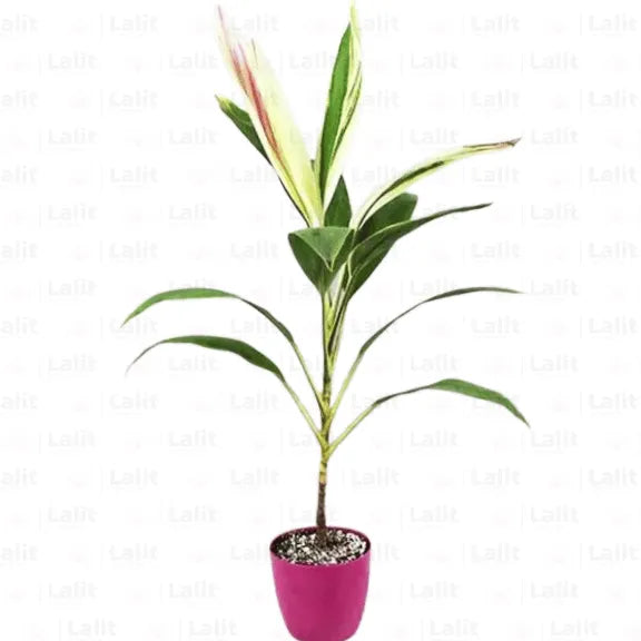Buy Dracaena “Cordyline fruticosa”| Dracaena Baby Doll - Plants Online at Lalitenterprise