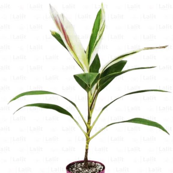 Buy Dracaena “Cordyline fruticosa”| Dracaena Baby Doll - Plants Online at Lalitenterprise