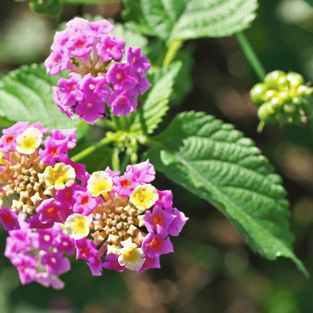 Buy Lantana Exotic Pink Plant Online at Lalitenterprise