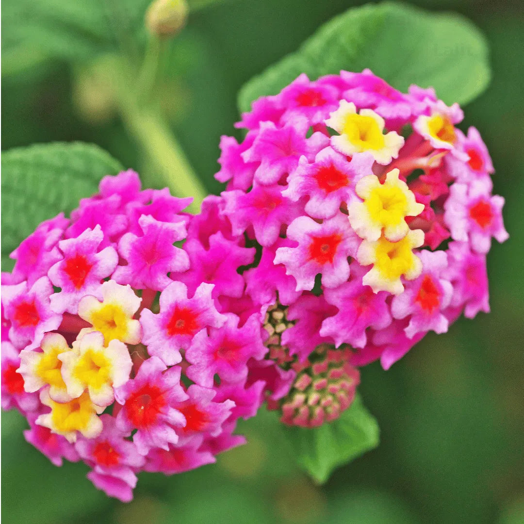 Buy  Lantana Camara Plant Online at Lalitenterprise