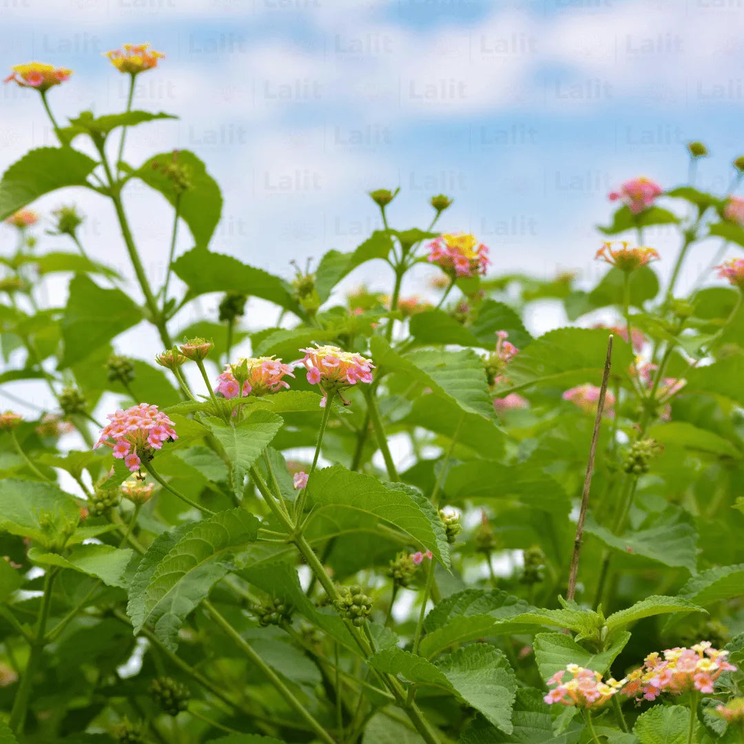 Buy Lantana Exotic Pink (Lantana Camara) Plant Online at Lalitenterprise