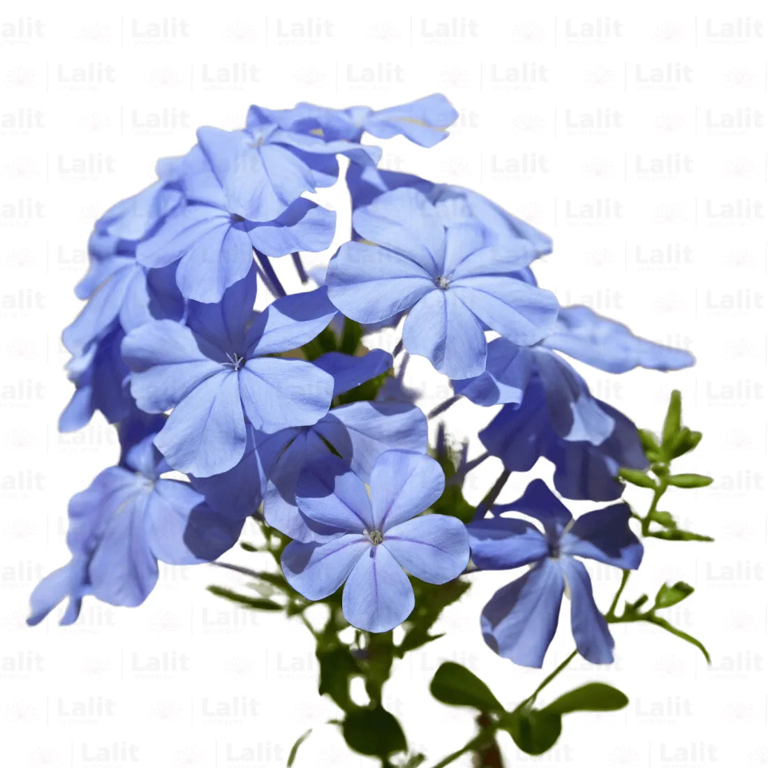 Buy Plumbago Auriculata Plant Online at Lalitenterprise
