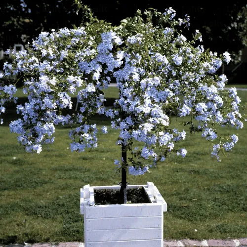 Buy Cape Leadwort – Plant Online at Lalitenterprise