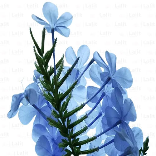 Buy Plumbago Auriculata | Cape Leadwort – Plant Online at Lalitenterprise