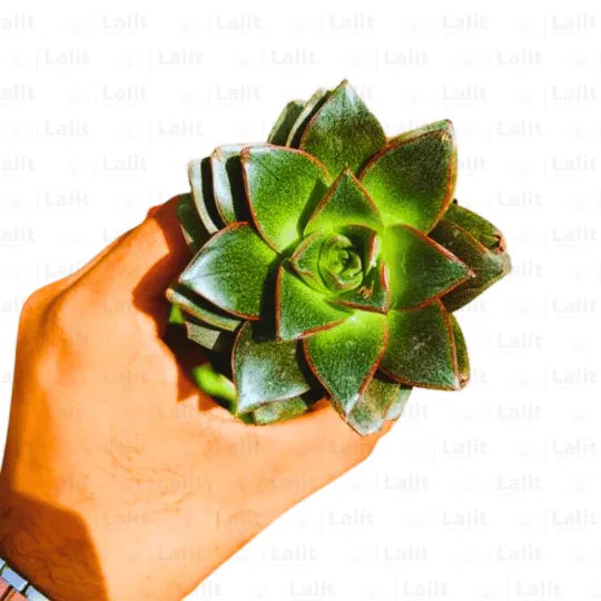 Buy Echeveria Purpusorum plant Online at Lalitenterprise