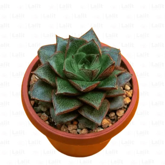 Buy Vishnu Kamal (Echeveria Purpusorum) plant Online at Lalitenterprise