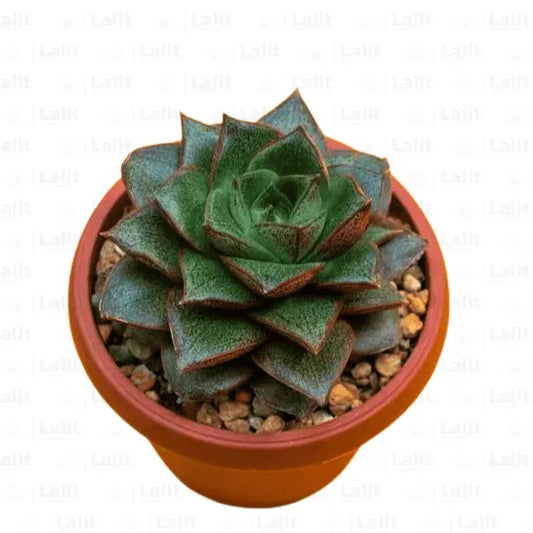 Buy Vishnu Kamal (Echeveria Purpusorum) plant Online at Lalitenterprise
