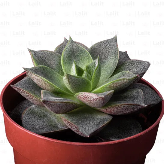 Buy Vishnu Kamal plant Online at Lalitenterprise