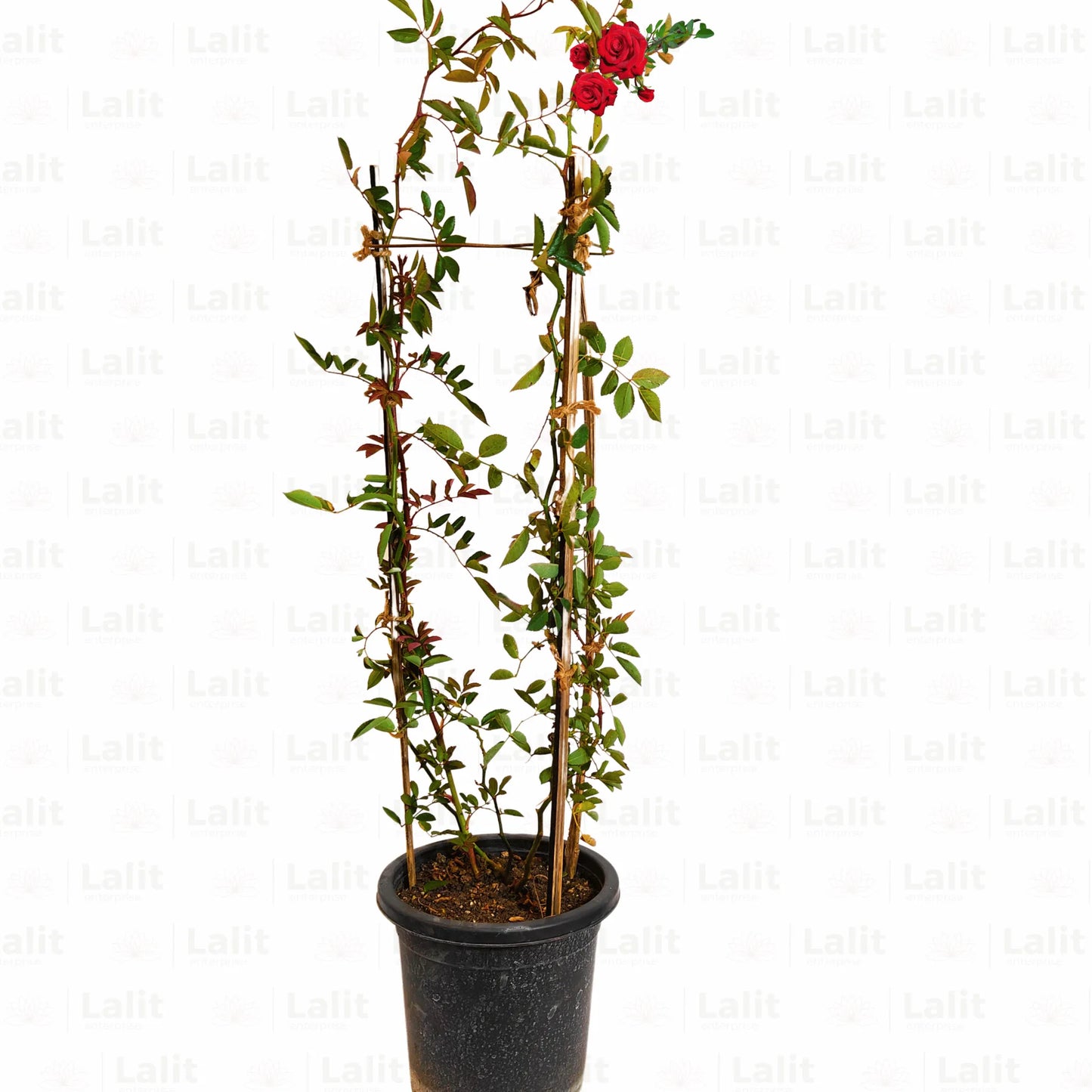 Buy Creeping, Climbing Rose Plant ( Red ) Online at Lalitenterprise