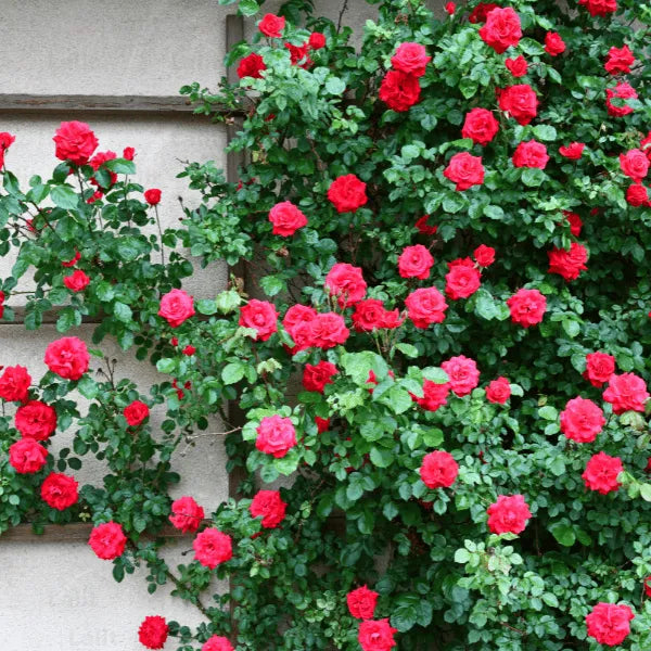 Buy Creeping, Climbing Rose Plant ( Red ) Online at Lalitenterprise
