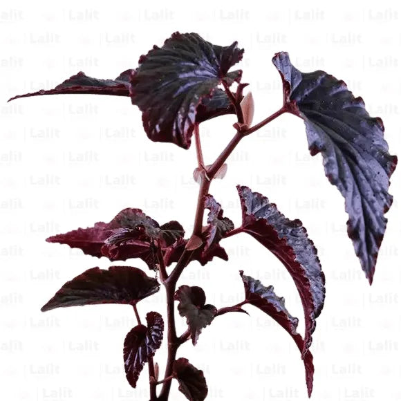 Buy Begonia Angel Wings - Plant Online at Lalitenterprise