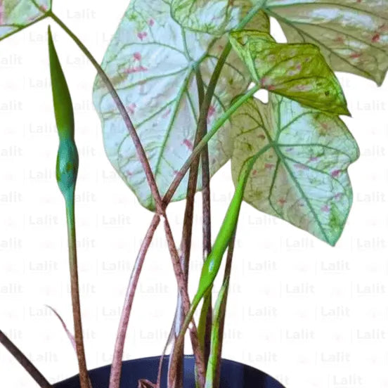 Buy Caladium Strawberry, Star - Plant Online at Lalitenterprise