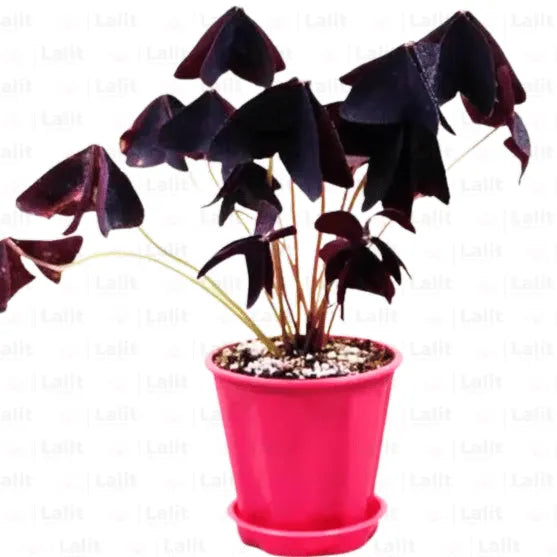Buy Oxalis Triangularis | Purple Clover | Butterfly - Plant Online at Lalitenterprise