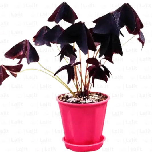 Buy Oxalis Triangularis | Purple Clover | Butterfly - Plant Online at  Lalitenterprise