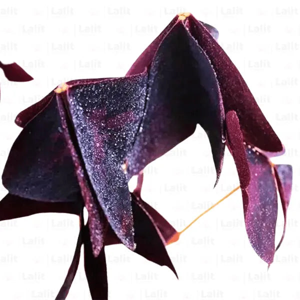 Buy Butterfly - Plant Online at Lalitenterprise