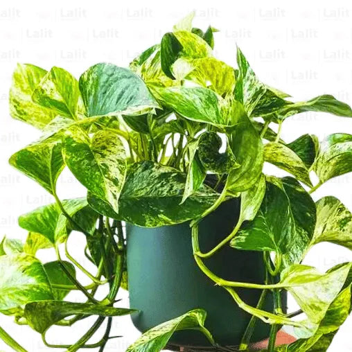 Buy Marble Queen Pothos – Variegated Money Plant Online at Lalitenterprise