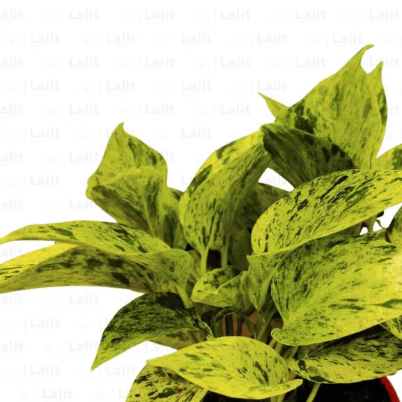 Buy Marble Queen Pothos – Variegated Money Plant Online at Lalitenterprise
